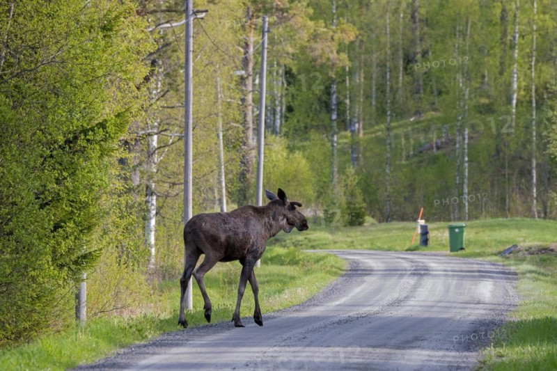 Moose, elk (Alces alces) young bull with small antlers covered in velvet, crossing forest road in spring, Sweden, Europe