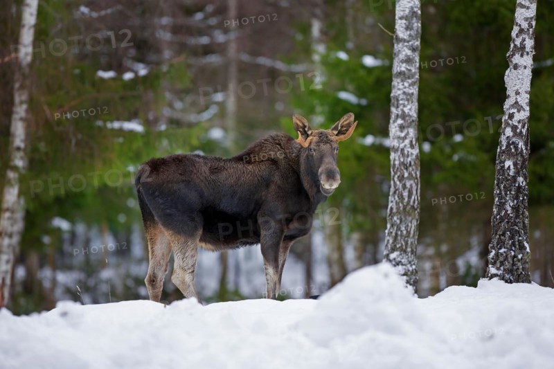 Moose, elk (Alces alces) young bull with small antlers foraging in forest in the snow in winter, Sweden, Europe