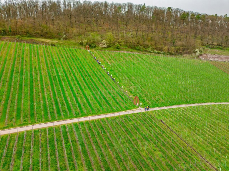 People walking along a field path through a vineyard with a tree in the background, Jesus Grace Chruch, Weitblickweg, Easter hike, Hohenhaslach, Germany, Europe