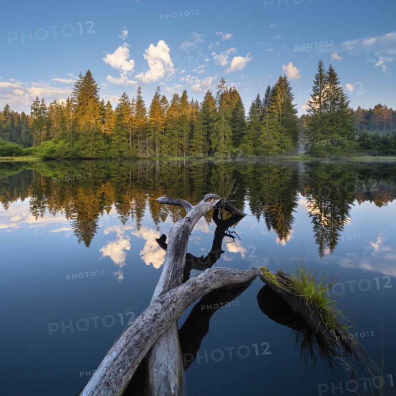 Small lake in the Thuringian Forest in the morning light, tree felled by a beaver lies in the water, spruce forest is reflected, Thuringia, Germany, Europe