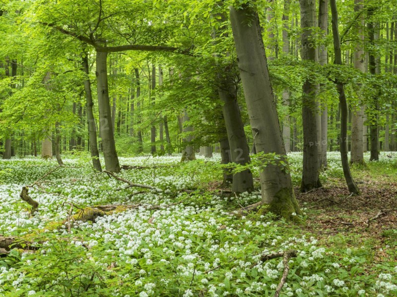Ramson (Allium ursinum) in the beech forest, Hainich National Park, Bad Langensalza, Thuringia, Germany, Europe