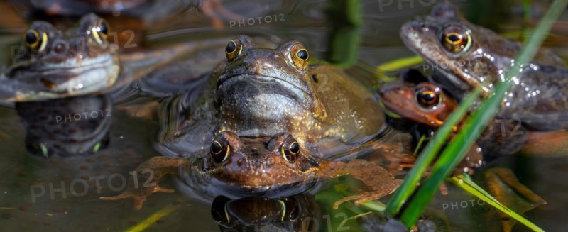 European common frogs, brown frogs and grass frog pairs (Rana temporaria) in amplexus gathering in pond during spawning, breeding season in spring