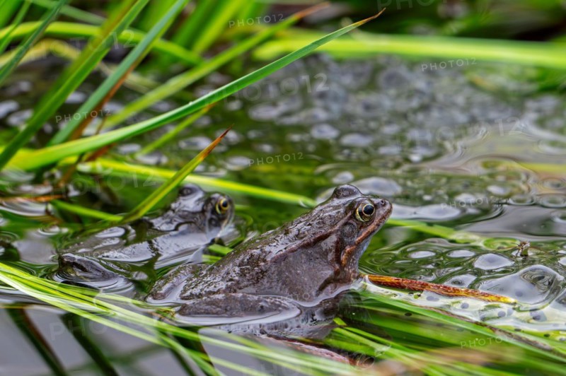 Two European common frogs, brown frogs, grass frog (Rana temporaria) on eggs, frogspawn in marsh during the spawning, breeding season in spring