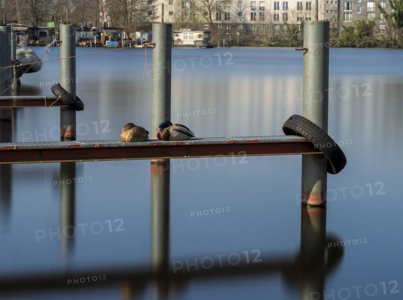 Long exposure, sleeping ducks on a jetty, Berlin, Germany, Europe