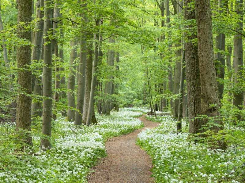 Hiking trail through the ramson (Allium ursinum) in the beech forest, Hainich National Park, Bad Langensalza, Thuringia, Germany, Europe
