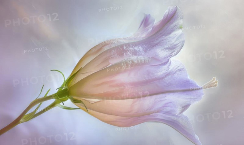 Close-up of a bellflower in soft light, closeup view, selective focus, spring background AI generated