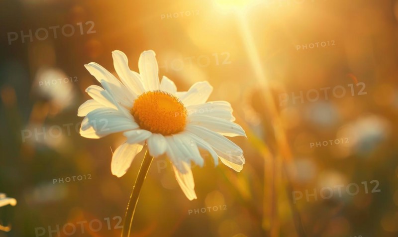 Close-up of a daisy in sunlight AI generated