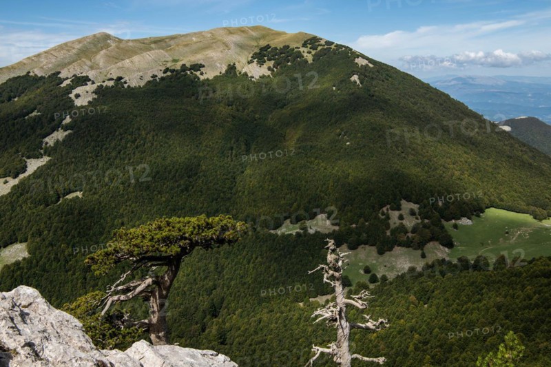 Pollino national park, Pinus heldreichii, italy