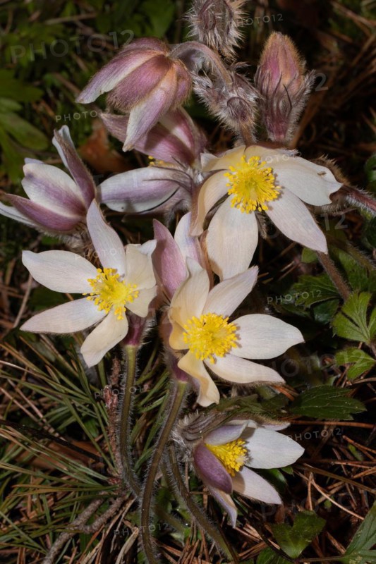 Spring pasque flower a few open pink flowers on top of each other