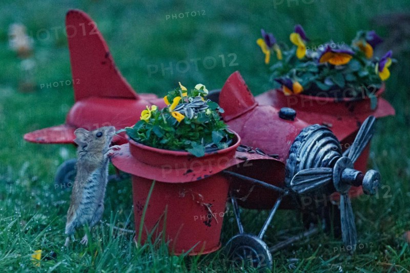 Wood mouse on aeroplane with flower pots standing in green grass looking up right