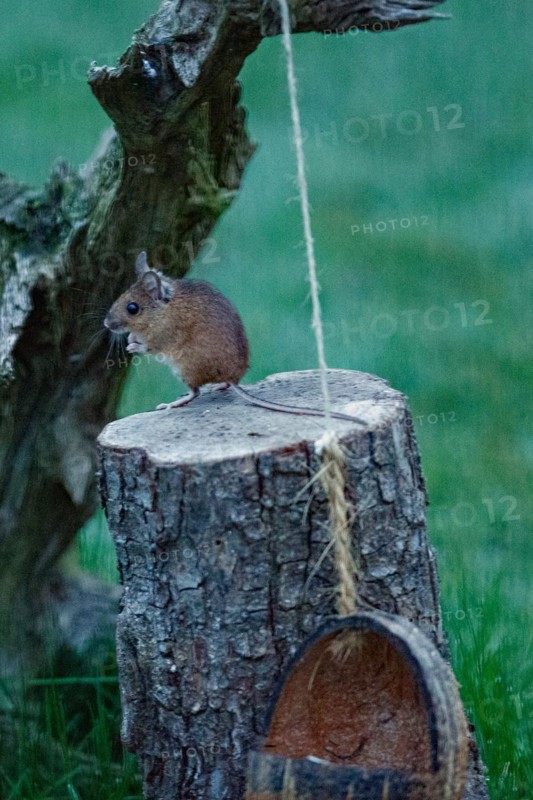 Wood mouse standing on tree trunk with food bowl looking left