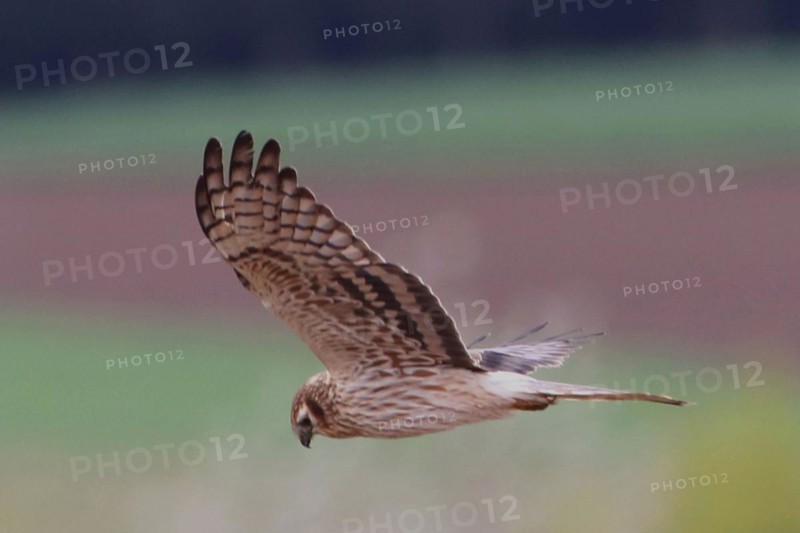 Montagu's harrier female with open wings flying left looking