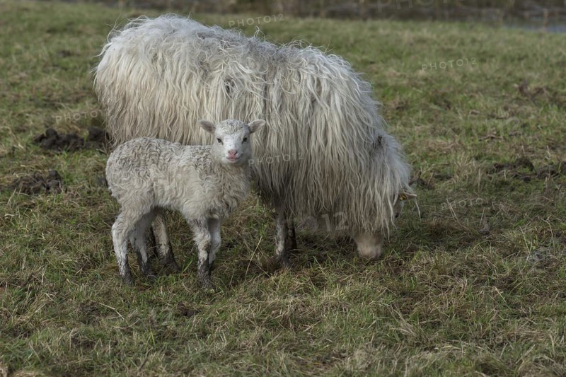 Moorschnucke (Ovis aries) with her lamb on the pasture, Mecklenburg-Vorpommern, Germany, Europe