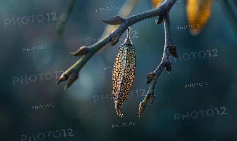 A close-up of a laburnum seed pod hanging from a branch AI generated