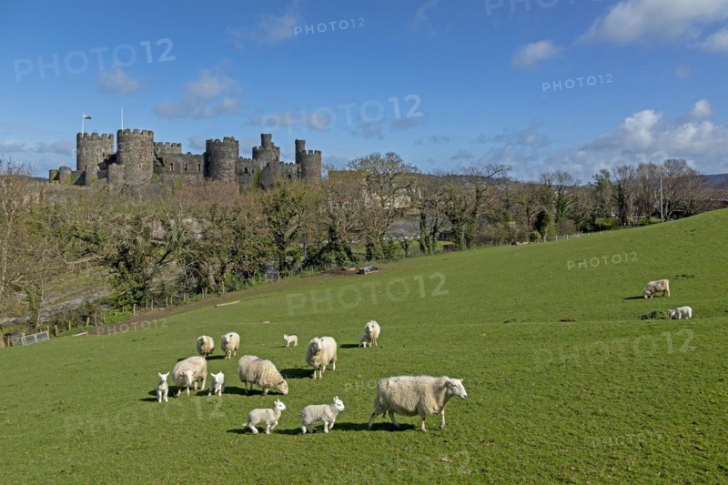 Sheep, lambs, castle, Conwy, Wales, Great Britain