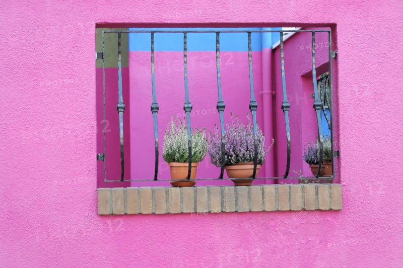 Colourful houses, Burano, Burano Island, Window lattice with purple flower pots in front of a pink wall reflects the sky, Burano, Venice, Veneto, Italy, Europe