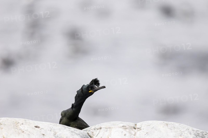 Common shag (Phalacrocorax aristotelis) with forehead quill raised during the breeding season, Hornoya Island, Vardo, Varanger, Finnmark, Norway, Europe