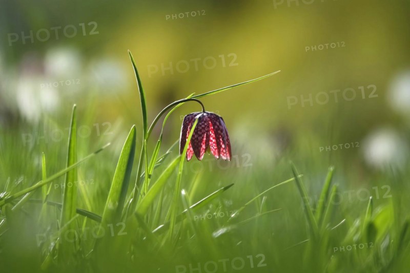 Charming chequerboard flower, spring, Germany, Europe