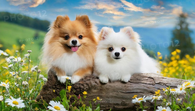 KI generated, animal, animals, mammal, mammals, a, single animal, dwarf spitz, Spitz, (Canis lupus familiaris), dog, dogs, bitch, Pomeranians, bitch and puppy lying in a flower meadow, tree trunk