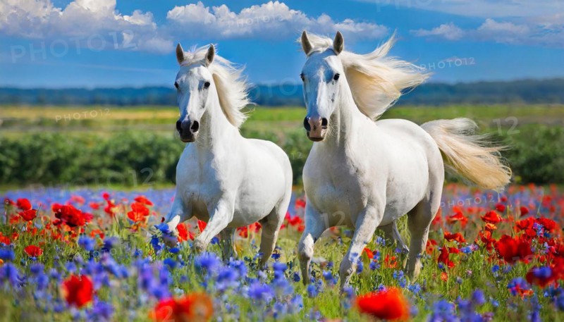 KI generated, A horse, horses, Arabian, in front of a blue sky, thoroughbred Arabian, AV, Arabian thoroughbred, (Eqqus ferus caballus), running in a meadow with colourful flowers