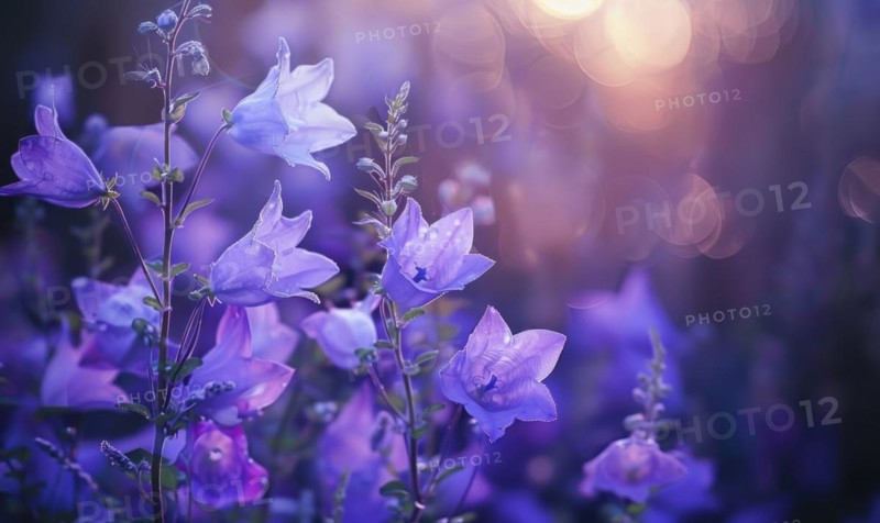 Bellflowers blooming in a cottage garden, closeup view, soft focus AI generated