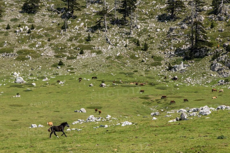 Pollino national park, Pinus heldreichii, iwild horse, taly