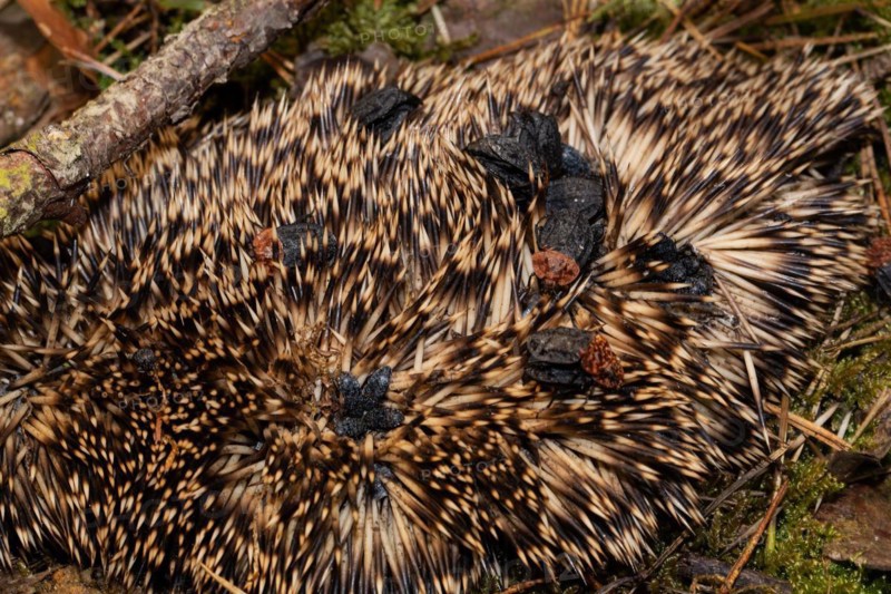 Red-necked silpha some beetles sitting on hedgehog spawn mating different seeing