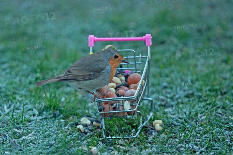 Robin sitting on shopping trolley with food in ripened grass, looking right