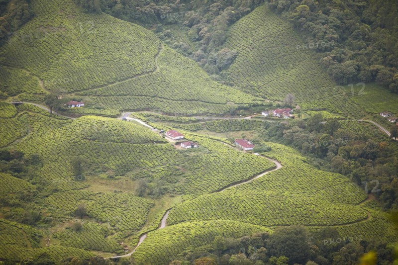 Green hilly landscape with tea plantations in Munnar, Kerala, India, Asia