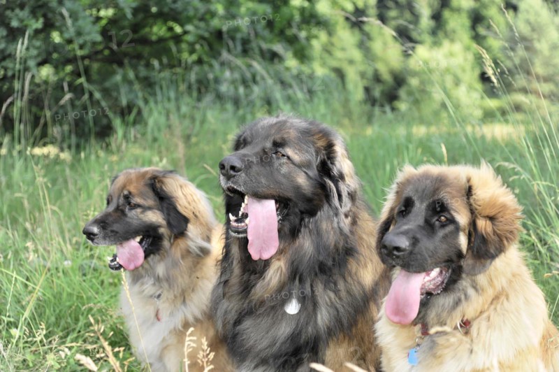 Leonberger dogs, Three dogs with different directions of view sitting together, Leonberger dog, Schwaebisch Gmuend, Baden-Wuerttemberg, Germany, Europe