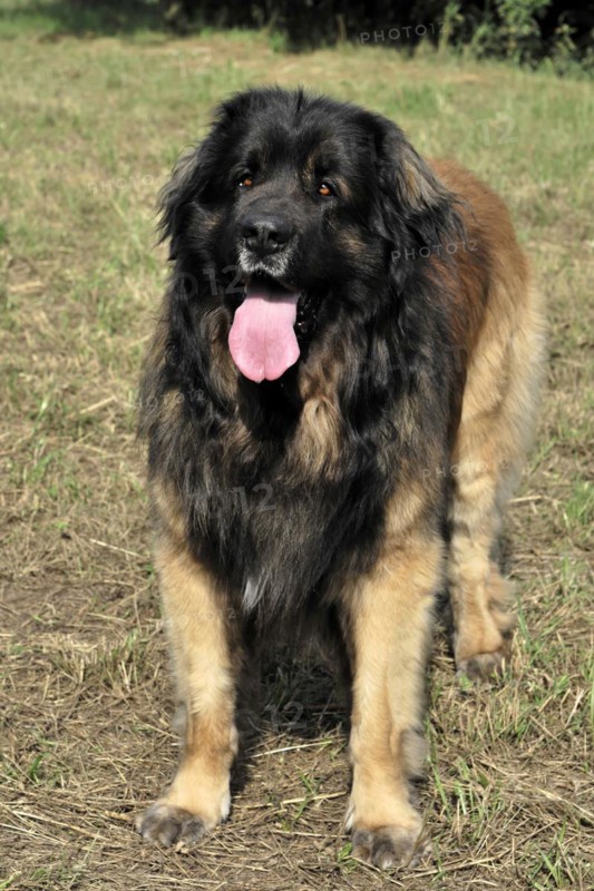 Leonberger dog, Brown-black dog with tongue sticking out standing on grass, Leonberger dog, Schwaebisch Gmuend, Baden-Wuerttemberg, Germany, Europe
