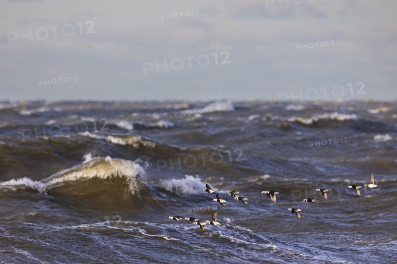 Long-tailed duck (Clangula hyemalis), small flock in flight over turbulent sea, Laanemaa, Estonia, Europe