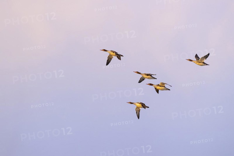 Red-breasted Merganser (Mergus serrator), small flock in flight, Laanemaa, Estonia, Europe