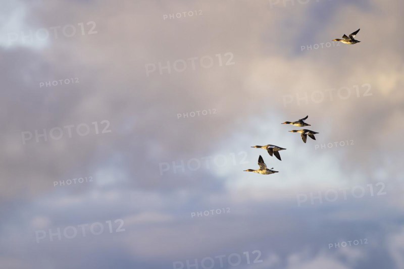 Red-breasted Merganser (Mergus serrator), small flock in flight, Laanemaa, Estonia, Europe