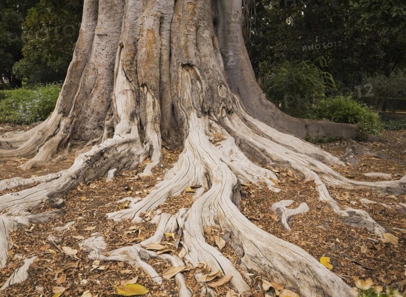 Close-up of long Ficus elastica, Rubber Plant tree roots and trunk in summer, Seville, Spain, Europe