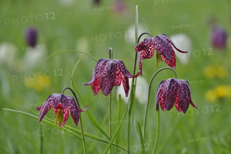Charming chequerboard flower, spring, Germany, Europe