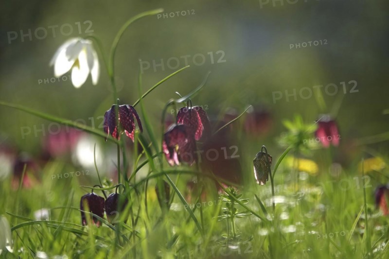 Enchanting chequerboard flowers, April, Germany, Europe