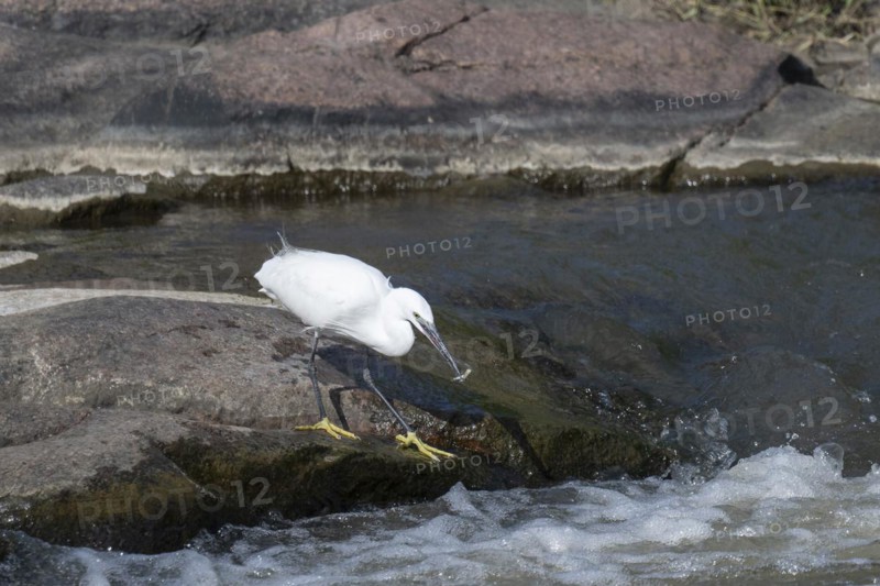Cattle Egret Cattle Egret (Bubulcus ibis), Mziki Private Game Reserve, North West Province, South Africa, Africa