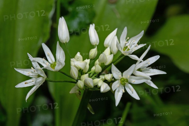 Wild garlic a few open white flowers