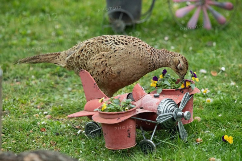 Female pheasant standing next to aeroplane with flower pots in green grass looking down right