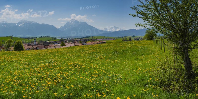 Common dandelion (Taraxacum sect. Ruderalia) in spring, meadow near Rieden am Forggensee, Ostallgaeu, Allgaeu, Bavaria, Germany, Europe