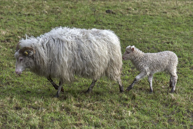 Moorschnucke (Ovis aries) with her lamb on the pasture, Mecklenburg-Vorpommern, Germany, Europe