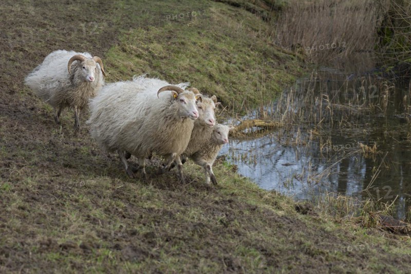 Running moorland sheep (Ovis aries) with lamb on the pasture, Mecklenburg-Western Pomerania, Germany, Europe