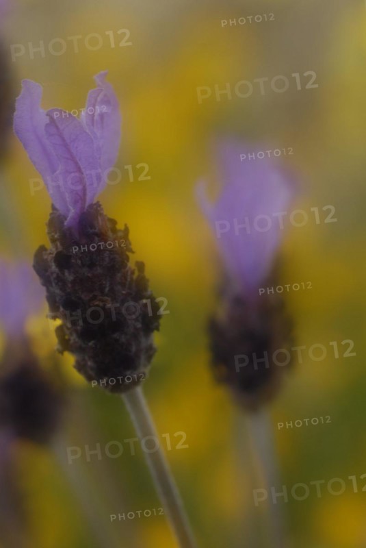 French lavender (Lavandula stoechas) in inflorescence, Extremadura, Spain, Europe