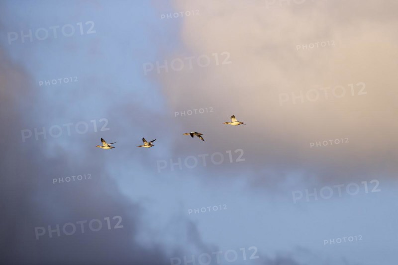Red-breasted Merganser (Mergus serrator), small flock in flight, Laanemaa, Estonia, Europe