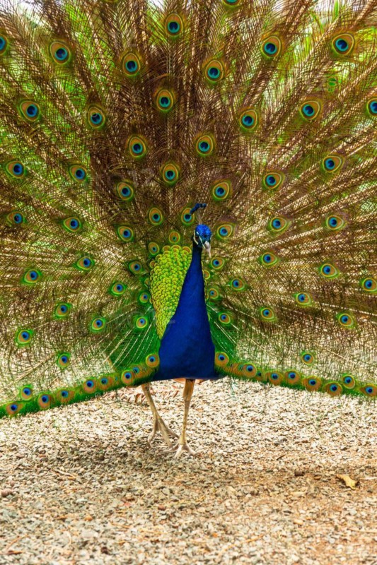 Indian male peacock open because he is in heat looking for females in a botanical garden