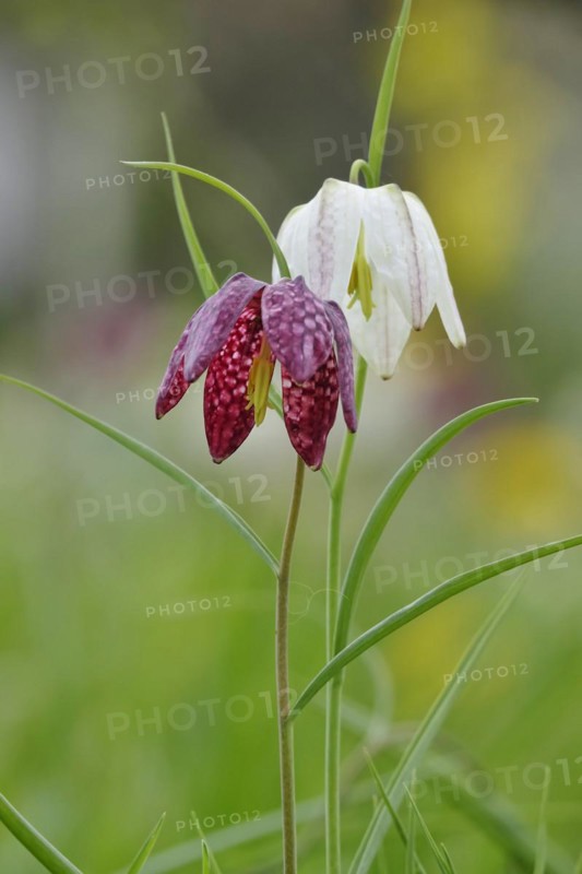 Charming chequerboard flower, spring, Germany, Europe