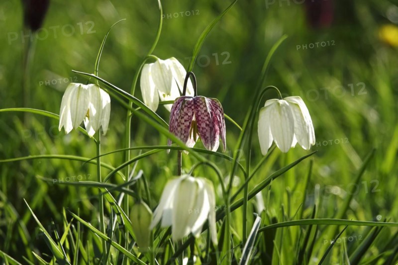 Enchanting chequerboard flowers, April, Germany, Europe