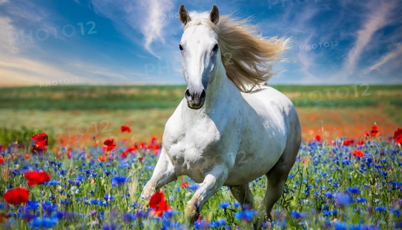KI generated, A horse, horses, Arabian, in front of a blue sky, thoroughbred Arabian, AV, Arabian thoroughbred, (Eqqus ferus caballus), running in a meadow with colourful flowers