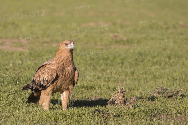 Juvenile Iberian Eagle, Spanish Imperial Eagle (Aquila adalberti) and european magpie (Pica pica), Extremadura, Castilla La Mancha, Spain, Europe